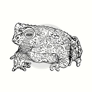 Hand drawn Bufotes oblongus, the Eastern Persian toad. Ink black and white drawing. photo
